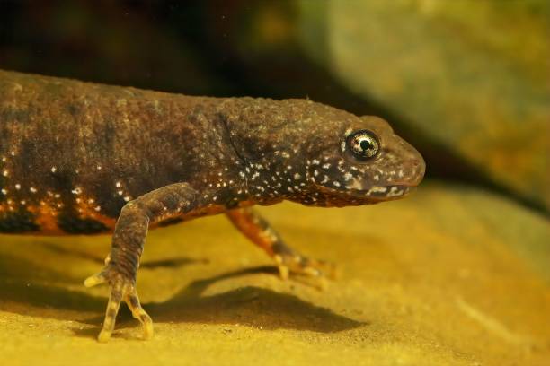 istock Closeup on a juvenile female Danube crested newt, Triturus dobrogicus 1454352309