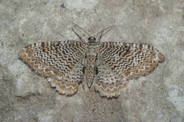 istock Closeup on a beatiful Scallop Shell geometer moth , Hydria undulata, with spread wings 1454352314