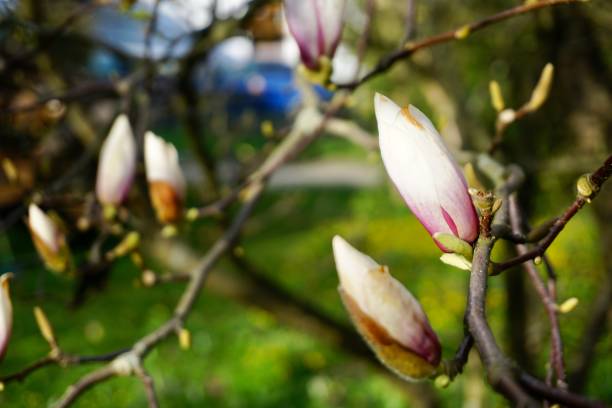 magnolien sind eine pflanzengattung aus der unterfamilie magnolioideae in der familie der magnoliengewächse (magnoliaceae). der asteroid ist nach dem französischen botaniker pierre magnol benannt. - sweet magnolia tree blossom white stock-fotos und bilder