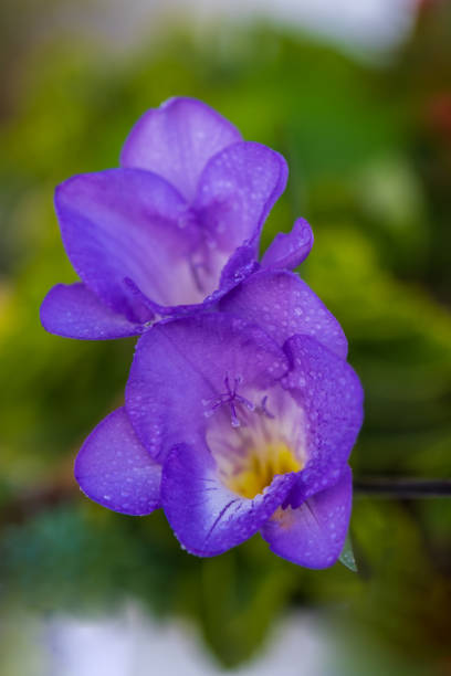 istock Purple freesia flower 1454354266
