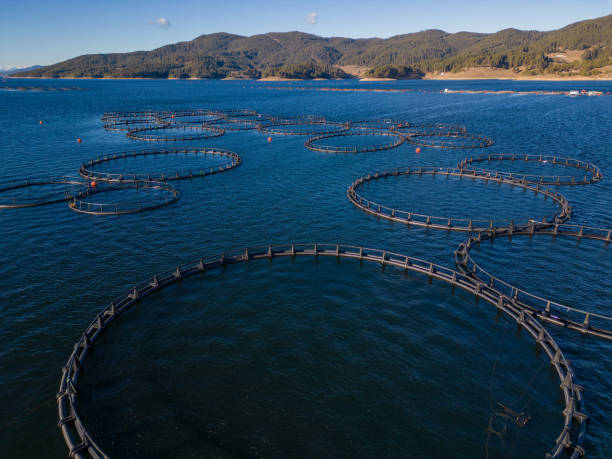 istock Salmon fish farm in the river aerial view 1454355248