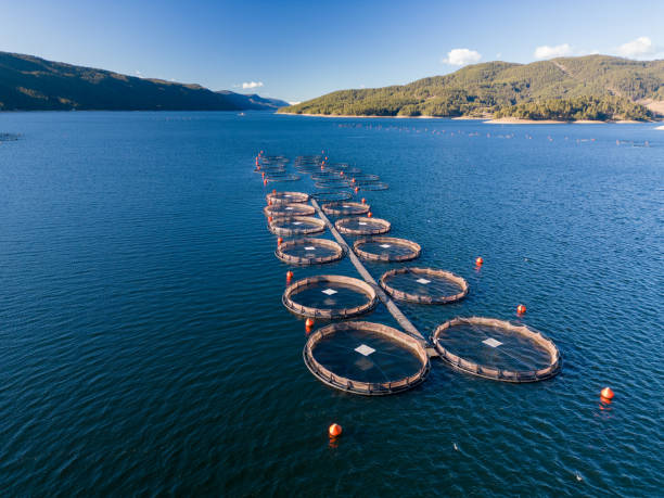 istock Salmon fish farm in the river aerial view 1454355257