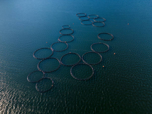 istock Salmon fish farm in the river aerial view 1454355262