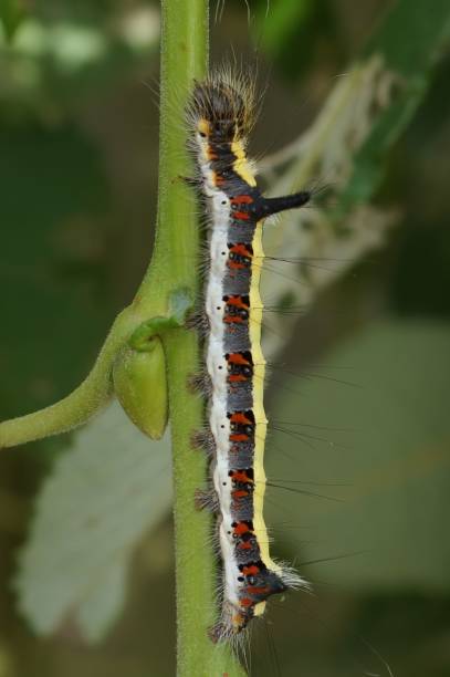 istock Vertical closeup on the dark dagger owlet moth, Acronicta tridens hanging on a twig 1454356347