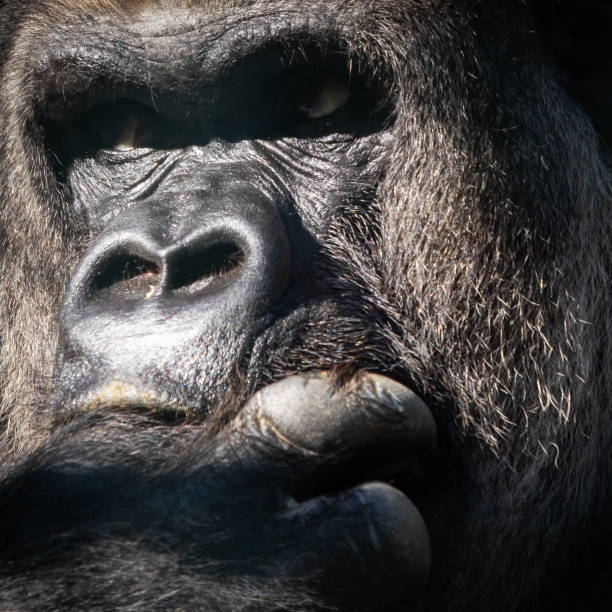 istock Muzzle of a black gorilla with the sunlight on it 1454356360