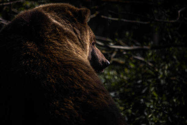 istock Brown bear on a blurred background in its natural habitat 1454356670