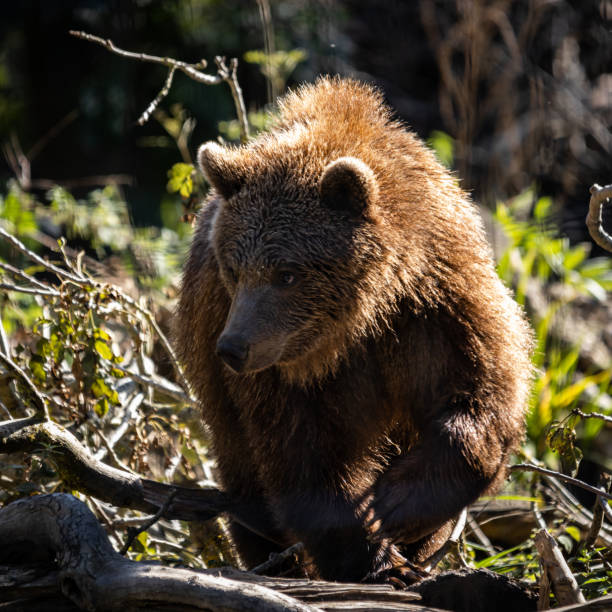 istock Brown bear in its natural habitat 1454356675