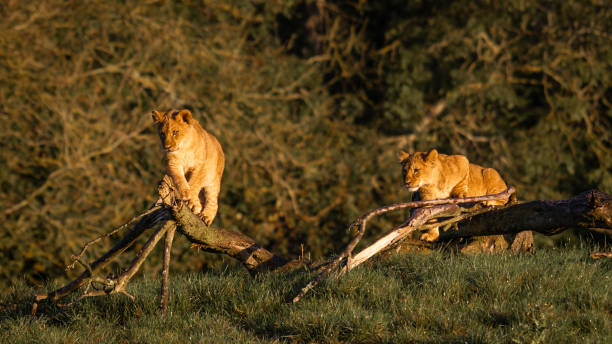 Lion cubs enjoying the sun in safari
