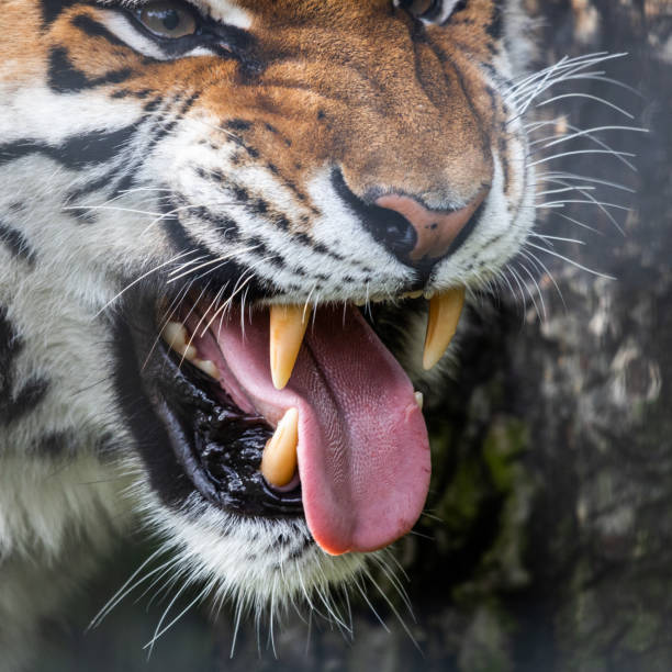 Close-up of a majestic bengal tiger with striking orange and black stripes. The tiger's intense gaze is directed at the camera, revealing its powerful presence and captivating beauty.