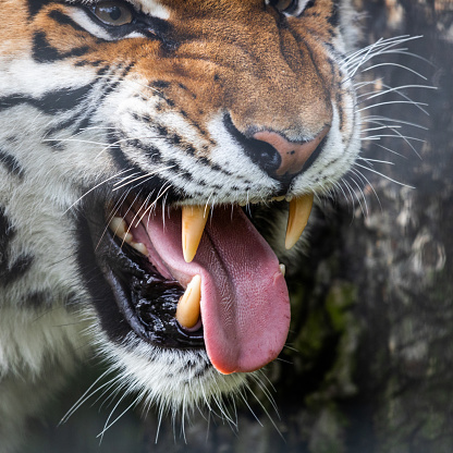A tiger roaring aggressively in its natural habitat