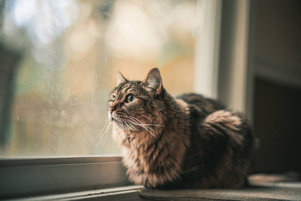 istock Cute cat lying on the windowsill and looking outside at home 1454357000