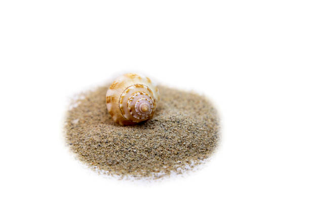 colorful snail at white sandy beach