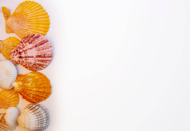 istock Several seashells background summer events tourism 1454358397