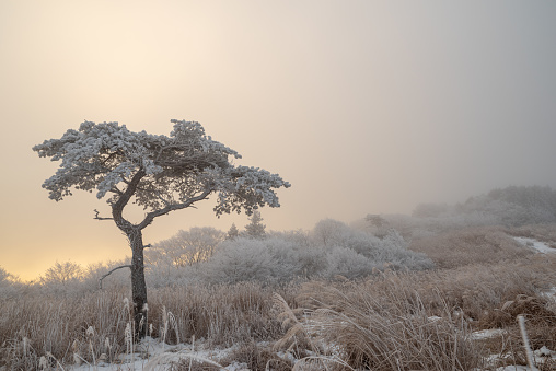 Lonely oak tree on a snowcovered field surrounded by forest