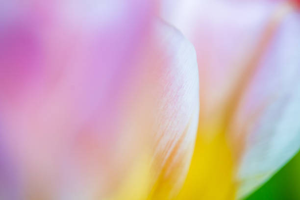 istock Pink and orange tulip flower centre close up. 1454359877
