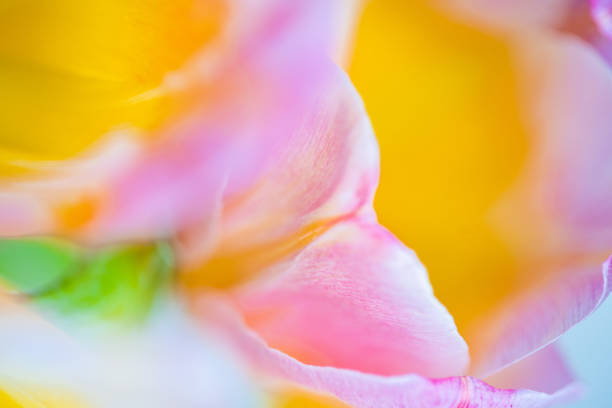 istock Pink and orange tulip flower centre close up. 1454359880