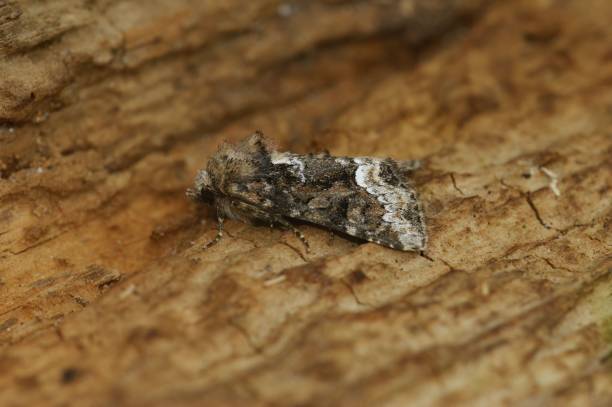 istock Brown Oligia strigilis moth on a wooden surface 1454360004