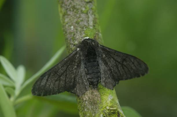 7,000+ Free Peppered Moth & Moth Images - Pixabay