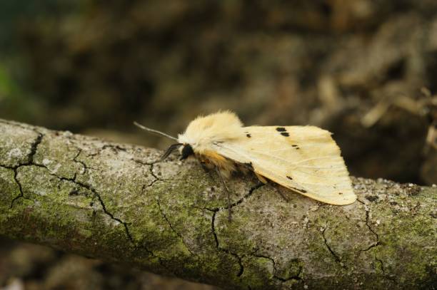 istock Buff ermine owlet moth (Spilarctia luteum) on a tree bark in closeup 1454360022