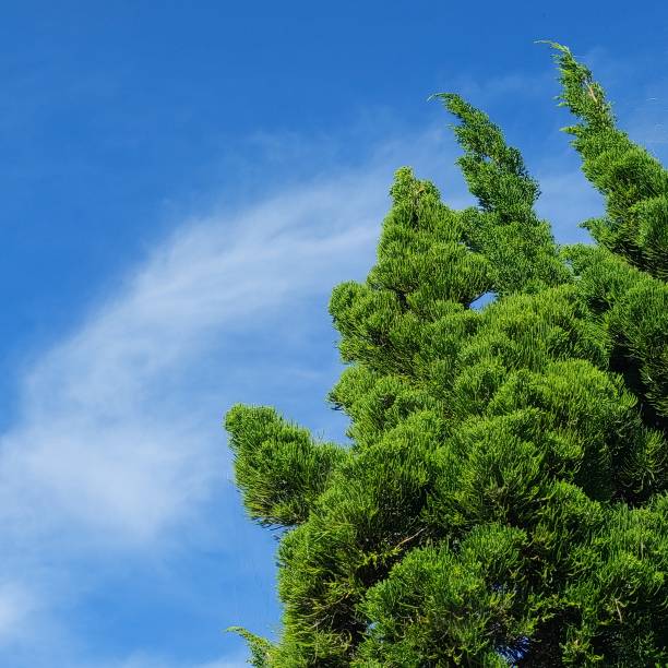 istock fir trees with a view of the blue sky, seen directly from below 1454360030