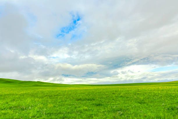 paisagem verde da pradaria no verão - grass area field hill prairie - fotografias e filmes do acervo