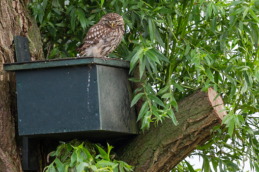 Little owl (Athene noctua) on a nest box, also known as the owl of Athena or owl of Minerva is sitting on a branch of a willow tree in Baarn (the Netherlands).