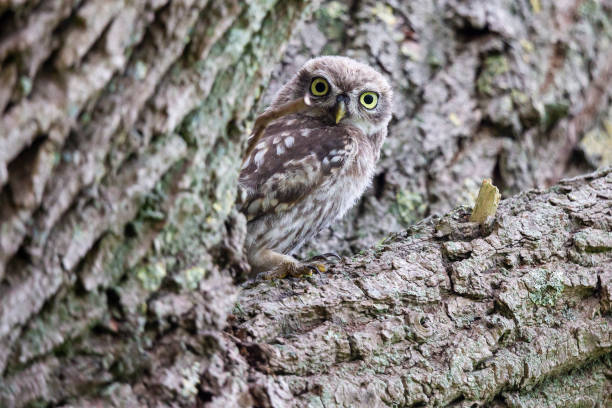 istock Little owl (Athene noctua) in the Netherlands 1454361014