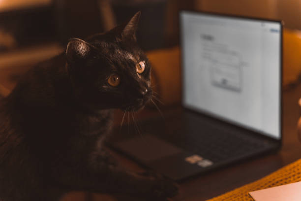 istock autumn photo on table with candles with cat 1454361147