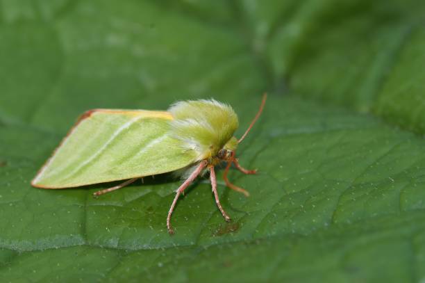 istock Green silver-lines mot (Pseudoips prasinana) on a green leave in closeup 1454361230