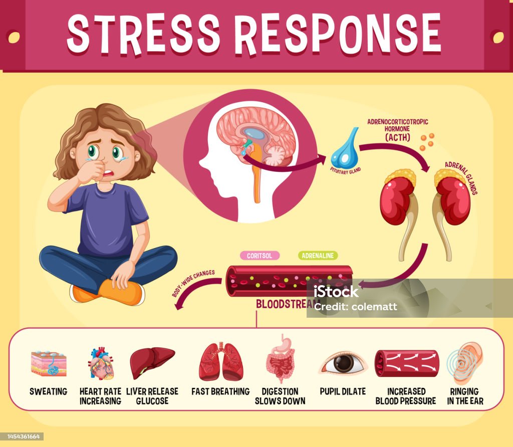 Stress System Example Stress Response System Scheme Stock Illustration - Download Image Now ...