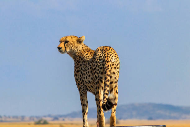 an approaching cheetah in warm evening light.