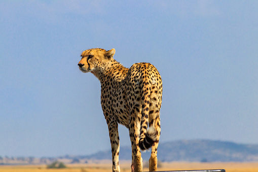 Portrait of a cheetah (Acinonyx jubatus)