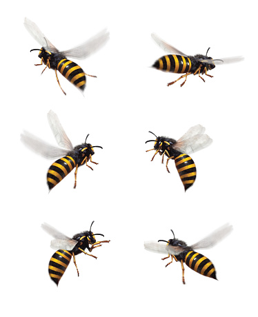 Bee illustration, isolated on white background