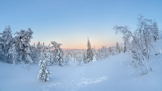Beautiful frosty winter morning in a polar wood plastered with snow. Snow covered Christmas fir trees on mountainside. Arctic harsh nature. Sunrise over the polar hill. Panoramic view.