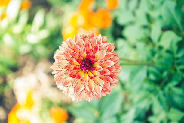 Orange color Dahlia flower over blurred garden, outdoor day light, flower garden in spring and summer season