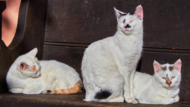 Three cats stock photo