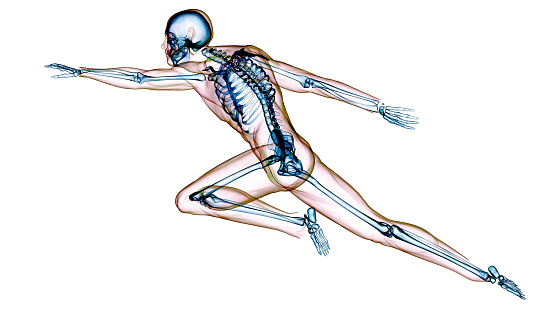 3D Illustration Concept of Human Skeleton System Bone Joints Anatomy