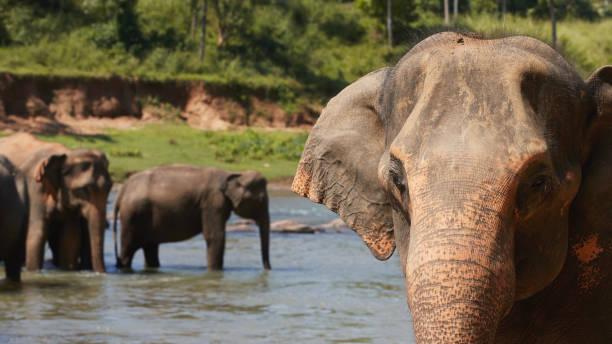 Herd of elephants walking in river Herd of elephants walking in river. Beautifl nature in Sri Lanka. asian elephant stock pictures, royalty-free photos & images