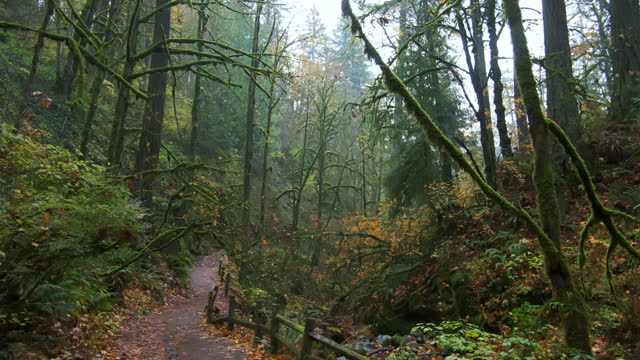 Moving through a lush and beautiful autumn fog forest in Oregon. Wide shot