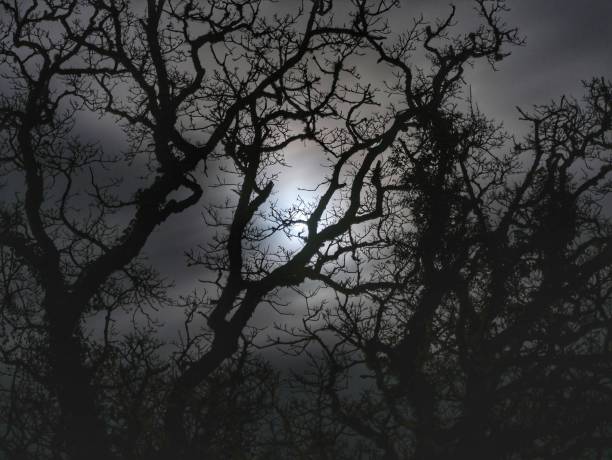 A silhouette of tree branches on a moonlit night in the park.