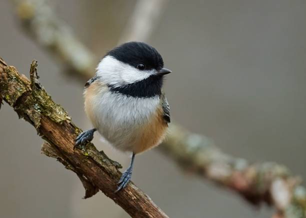 istock Adorable  black-capped chickadee (Poecile atricapillus) on a tree branch in closeup 1454366020
