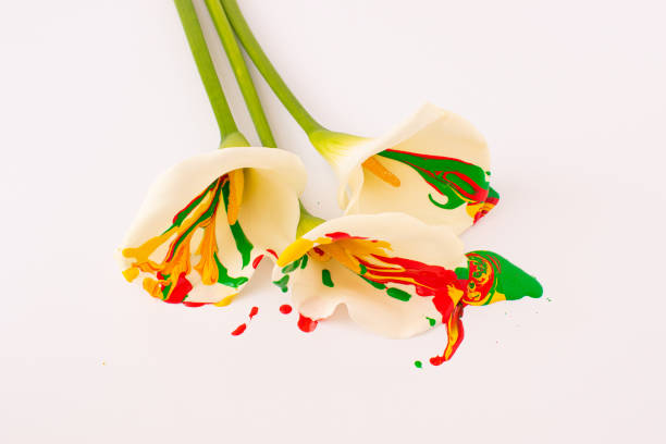 Calla lily on blue background