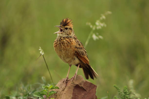 Rufous Naped Lark A rufous naped Lark standing on a rock. rufous naped lark mirafra africana stock pictures, royalty-free photos & images