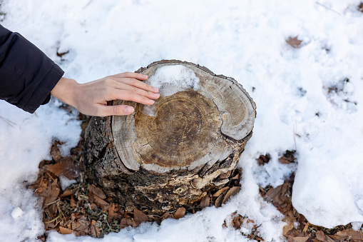 Woman is touching a tree stump on snow covered mountain in winter
