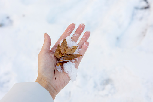 A leaf and snow in her hand on winter