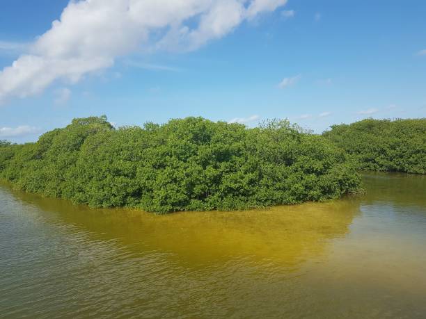 istock Aerial view of lake surrounded by dense trees 1454369023