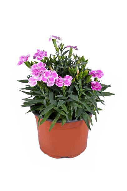 istock Potted pink Dianthus flowers 1454369175