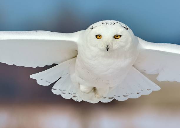 istock Pure white  snowy owl (Bubo scandiacus) during a flight in closeup 1454369831