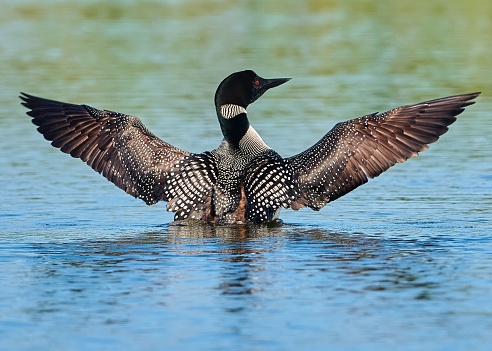 A loon or great northern diver (Gavia immer) with half of its body under water in closeup