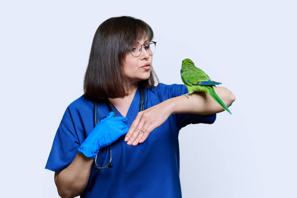 istock Doctor veterinarian examining green Quaker parrot, on white background 1454371382